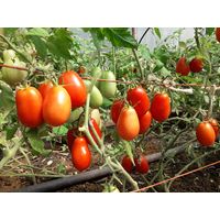 Sandveld Seeds Roma Tomato